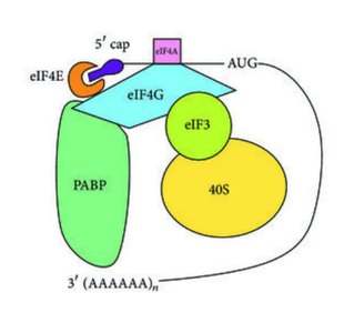 Eukaryotic initiation factors and mRNA recruitment