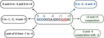 Kozak sequence for translation initiation in eukaryotes