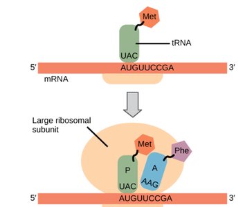 Initiator tRNA binding and formation of translation initiation complex in eukaryotes