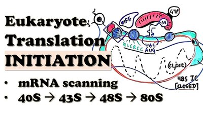 Eukaryotic translation initiation: mRNA scanning and ribosome assembly