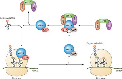 Eukaryotic elongation factors and translation process