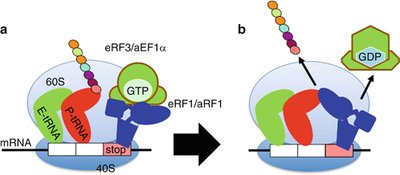 Eukaryotic translation termination and ribosome recycling