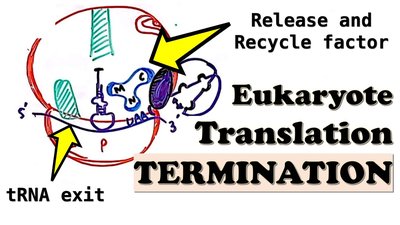 Eukaryotic translation termination: release and recycle factors