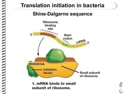 Shine-Dalgarno sequence in prokaryotic translation initiation