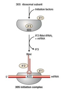 Prokaryotic initiation factors and 30S initiation complex