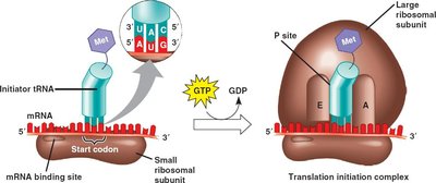 Initiator tRNA binding and formation of translation initiation complex
