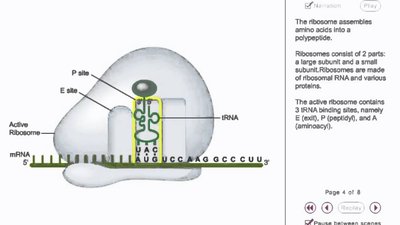 Ribosome sites and elongation process