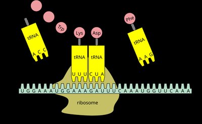 tRNA binding and codon recognition during elongation
