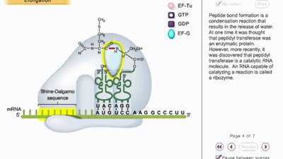 Peptide bond formation and ribosome movement