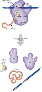 Translation termination and ribosome recycling in prokaryotes