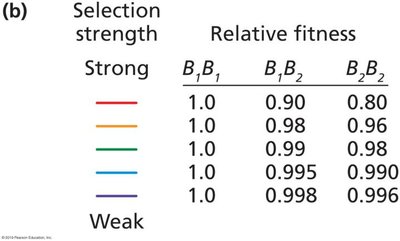 Table of relative fitness under different selection strengths