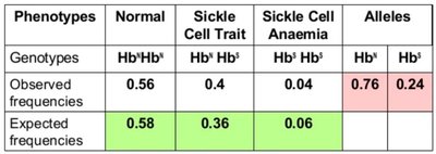 Table of sickle cell phenotypes and allele frequencies