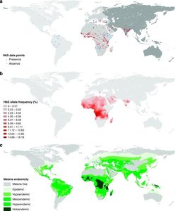Maps of HbS allele frequency and malaria endemicity