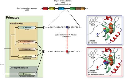 AHR gene mutation and evolutionary impact