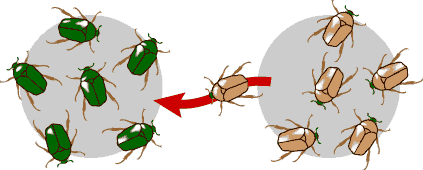 Gene flow diagram with beetles