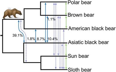 Bear phylogeny and gene flow