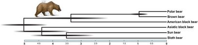 Bear phylogeny with divergence times