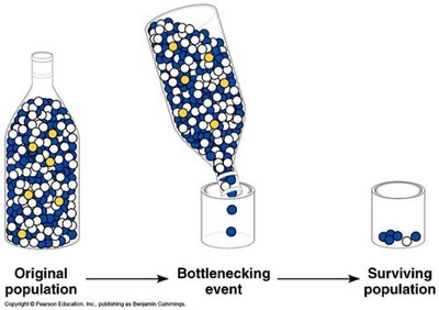 Bottleneck effect diagram