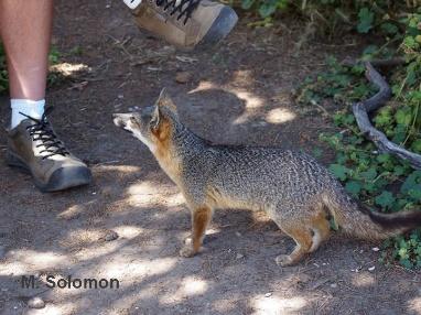 Photo of gray fox interacting with human