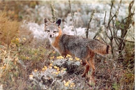Photo of gray fox in natural habitat