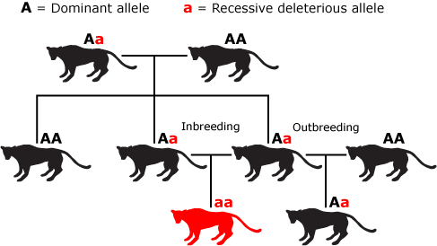 Inbreeding and outbreeding pedigree diagram