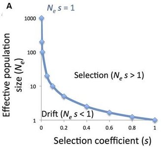 Graph of Ne vs. selection coefficient