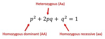 Hardy-Weinberg equation and genotype labels
