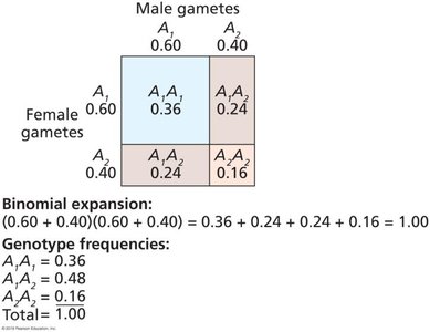 Punnett square and genotype frequencies