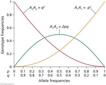 Graph of genotype frequencies vs. allele frequencies