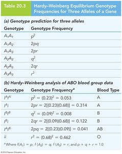 Table of Hardy-Weinberg equilibrium for three alleles