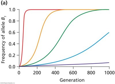 Graph of allele frequency change under selection