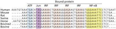 Conservation of enhancer sequences among species