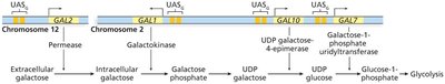Galactose utilization pathway in yeast