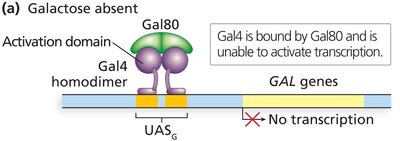 Regulation of GAL gene transcription: Galactose absent
