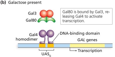 Regulation of GAL gene transcription: Galactose present