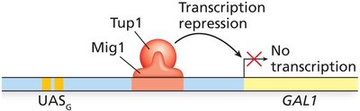 Transcription repression of the yeast GAL1 gene by Mig1-Tup1 complex