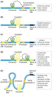 Insulator and enhancer interactions