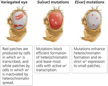 Variegated eye, Su(var), and E(var) mutations in Drosophila