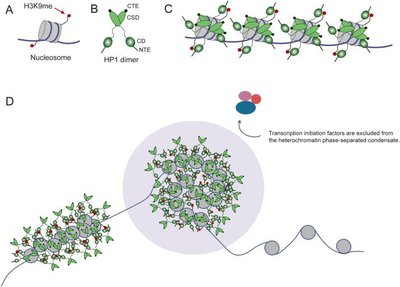 Heterochromatin protein 1 (HP1) and chromatin structure