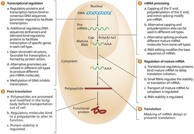 Overview of gene regulation mechanisms in eukaryotes
