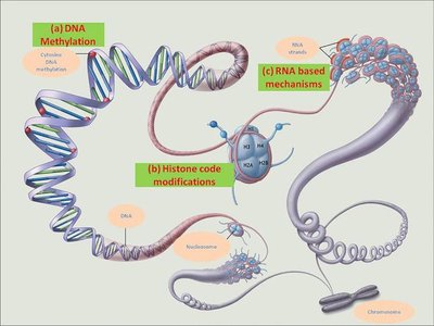 DNA methylation, histone code modifications, and RNA-based mechanisms