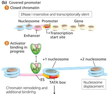 Covered promoter structure and chromatin remodeling