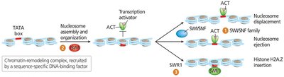 Actions of chromatin-remodeling complexes