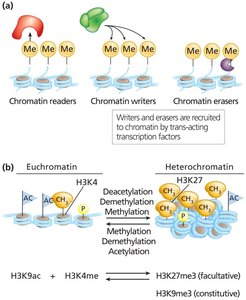 Chromatin readers, writers, and erasers