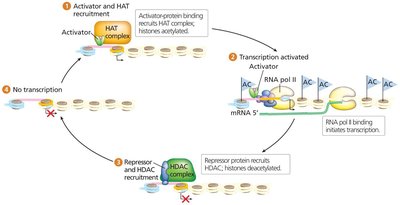 Acetylation and deacetylation in chromatin structure