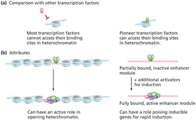 Pioneer factors and chromatin opening