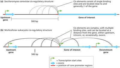 Cis-regulatory structure in yeast and multicellular eukaryotes