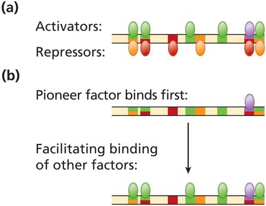 Binding of activators, repressors, and pioneer factors to regulatory DNA