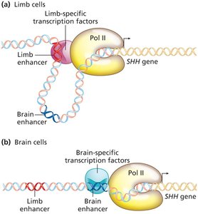 Tissue-specific enhancer action for SHH gene