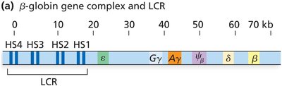Developmental expression of β-globin complex genes
